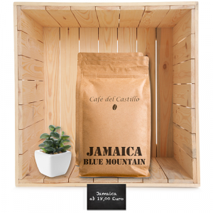 Brazil Mogiana Bella Giana 17/18 s.s. fine cup natural